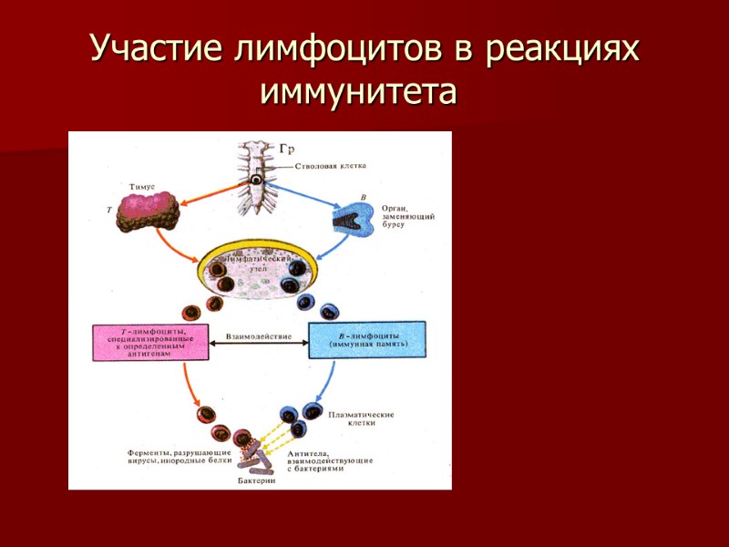 Участие лимфоцитов в реакциях иммунитета